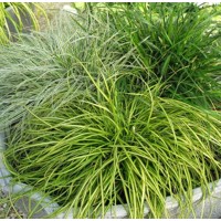 Ostrica ošimenská - Carex Oshimensis Eversheen