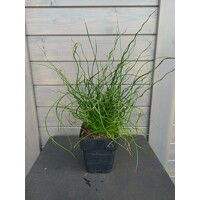 Sitina rozložitá Spiralis - Juncus effusus Spiralis K2