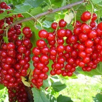 Ríbezľa červená - Ribes rubrum  'Jonker van Tets'  30/40