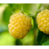 Malina žltá - Rubus idaeus 'Golden Queen' Veľkosť: 40 , RK2