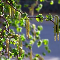 Lieska Hallská obrovská - Corylus avellana ´Geant De Halle´