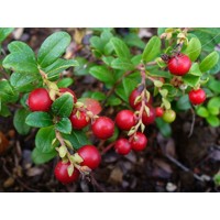 Brusnica pravá - Vaccinium vitis-idaea ´Koralle´ 15/20 Co2L