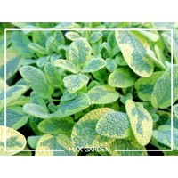 Salvia officinalis ´Icterina´  10/15  Co2L