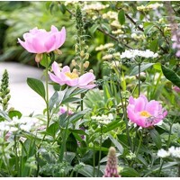 Pivonka čínska - Paeonia lactiflora Nymphe
