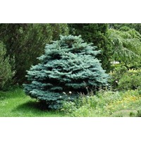 Picea pungens 'Glauca Globosa' Co7,5L 30/40