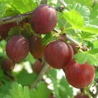 Egreš stromčekový - Ribes uva-crispa ´Carmen´  km60 Co2L