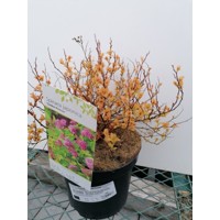 Spiraea japonica ´Golden Princess´ Co2,5L 20/30