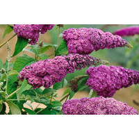 Buddleja davidii ‘Ile de France’ – motýlí ker plný farieb | Maxgarden