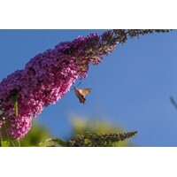 Buddleja davidii ‘Ile de France’ – motýlí ker plný farieb | Maxgarden