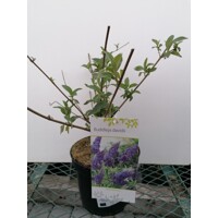 Buddleja davidii ‘Ile de France’ – motýlí ker plný farieb | Maxgarden