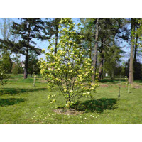 Magnolia soulangeana ´Daphne´ - vysokokmeň 6-8