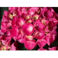 Hortenzia kalinolistá - Hydrangea macrophylla ´Red Baron´  20/30 Co2,5L