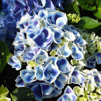 Hortenzia kalinolistá - Hydrangea macrophylla Tivoli Blue