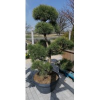 Pinus sylvestris Co40L 140/160 POM POM