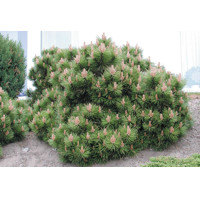 Borovica horská (kosodrevina)  - Pinus mugo ´Pumilio´ Co11 15/20