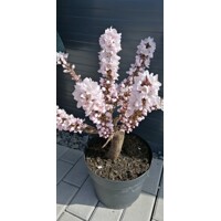 Zakrslá broskyňa ´Balkonela Red´ – Sladké ovocie do kvetináča