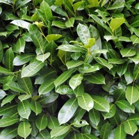 Vavrínovec lekársky - Prunus laurocerasus ´ETNA´ Co4 60/80