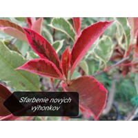 Červienka, Fotínia pink marble - Photinia ´Pink Marble´ Co18L  125/150