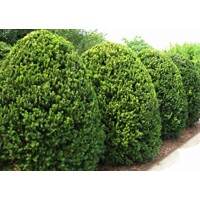 Tis prostredný - Taxus media ´Hicksii´