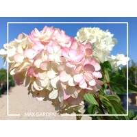 Hortenzia metlinatá - Hydrangea paniculata 'Vanille Fraise'  Veľkosť: 40-50 , K3