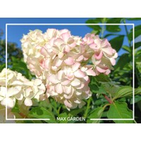 Hortenzia metlinatá - Hydrangea paniculata 'Vanille Fraise'  Veľkosť: 40-50 , K3