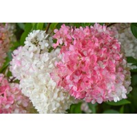 Hortenzia metlinatá - Hydrangea paniculata 'Vanille Fraise'  Veľkosť: 40-50 , K3