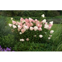 Hortenzia metlinatá - Hydrangea paniculata 'Vanille Fraise'  Veľkosť: 40-50 , K3