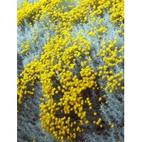 Santolina cypruštekovitá - Santolina chamaecyparissus Nana