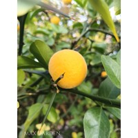 Poncirus trifoliata – Predaj, mrazuvzdorný citrónovník, jedlý, voňavé kvety