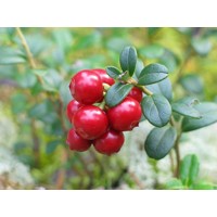 Brusnica pravá - Vaccinium vitis-idaea 'Koralle'  15/20 K2
