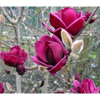 Magnolia 'Genie'  Veľkosť: 60-80 , K5