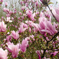 Magnolia 'George Henry Kern'  Veľkosť: 30-40 , K2,5