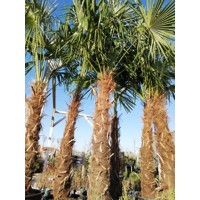 Palma konopná- Trachycarpus fortunei Co2L 25/30