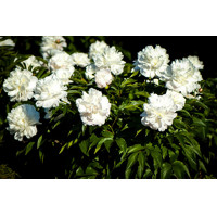 Pivonka čínska - Paeonia lactiflora 'Shirley Temple' P14