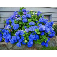 Hortenzia kalinolistá - Hydrangea macrophylla 'Early Blue'® Veľkosť: BS , K4