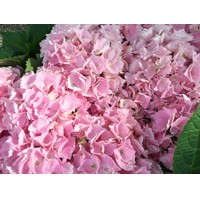 Hortenzia kalinolistá - Hydrangea macrophylla 'Pink Sensation' Veľkosť: BS , K4