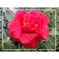 Kamélia Japonská  - Camellia japonica 'Mary Williams'