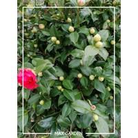 Kamélia Japonská  - Camellia japonica 'Mary Williams'