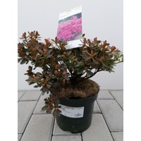 Azalka japonská - Azalea japonica 'Anne Frank'  Veľkosť: 20-30 , K2,5