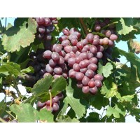 Vinič stolový - Vitis vinifera 'Anita' - biele bezsemenné  Veľkosť: 20KM , RK3, SO4