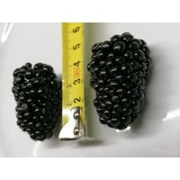 Ostružina černicová - Rubus fruticosus  'Thornfree'  Veľkosť: 40 , RK2
