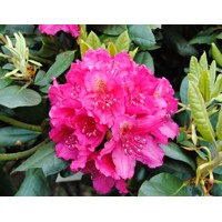 Rododendrón - Rhododendron 'American Beauty'  Veľkosť: 40-50 , K10