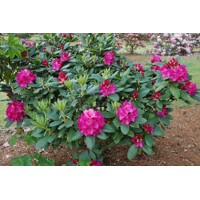 Rododendrón - Rhododendron 'American Beauty'  Veľkosť: 40-50 , K10
