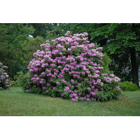 Rododendrón - Rhododendron catawbiense 'Grandiflorum' Veľkosť: 40-50 , K10