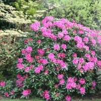 Rododendrón - Rhododendron ´Cosmopolitan' Co10L 40/50