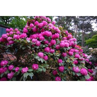 Rododendrón - Rhododendron  'Germania'  Veľkosť: 30-40 , K4