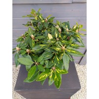 Rododendrón - Rhododendron 'Goldflimmer' Veľkosť: 40-50 , K10