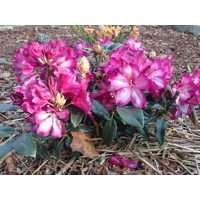Rododendrón - Rhododendron 'Midnight Mystique' 30/40