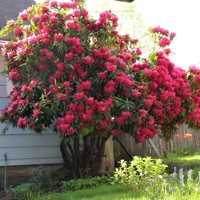 Rododendrón - Rhododendron 'Red Jack'  Veľkosť: 30-40 , K4