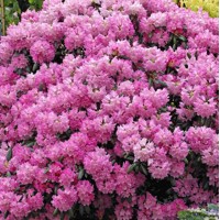 Rododendrón - Rhododendron 'Kalinka'  Veľkosť: 20-30, K4